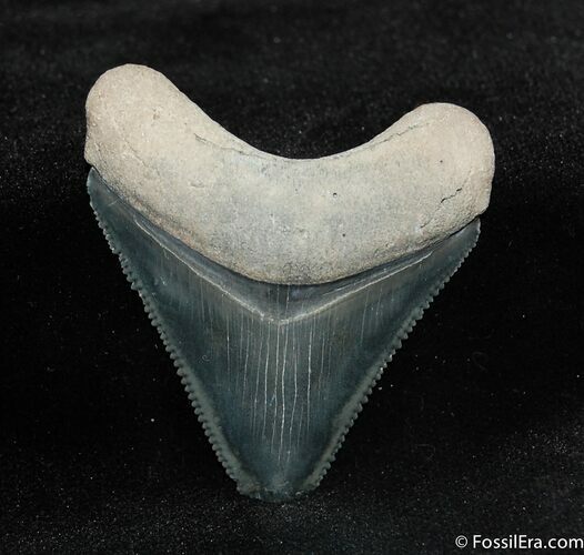 Bone Valley Megalodon Tooth #541